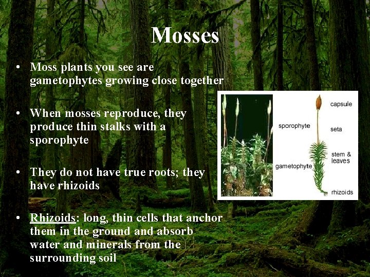 Mosses • Moss plants you see are gametophytes growing close together • When mosses