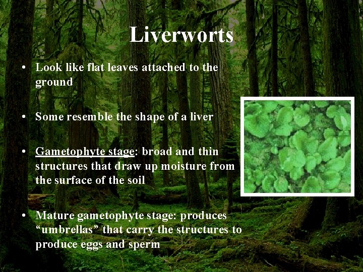 Liverworts • Look like flat leaves attached to the ground • Some resemble the