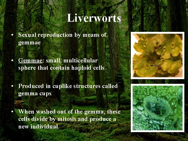 Liverworts • Sexual reproduction by means of gemmae • Gemmae: small, multicellular sphere that