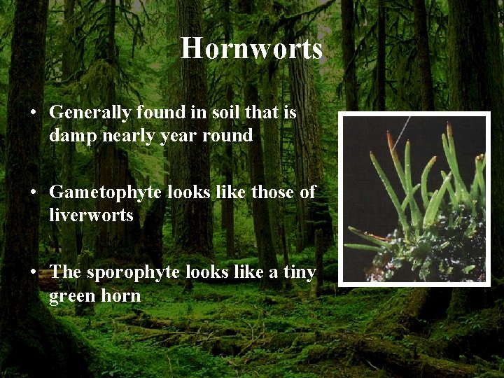 Hornworts • Generally found in soil that is damp nearly year round • Gametophyte