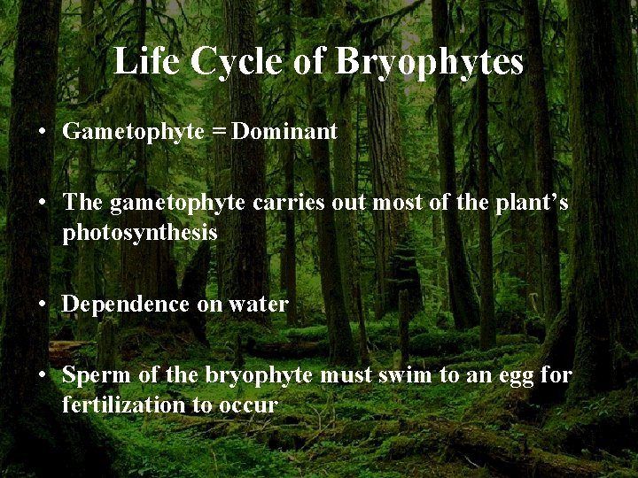 Life Cycle of Bryophytes • Gametophyte = Dominant • The gametophyte carries out most