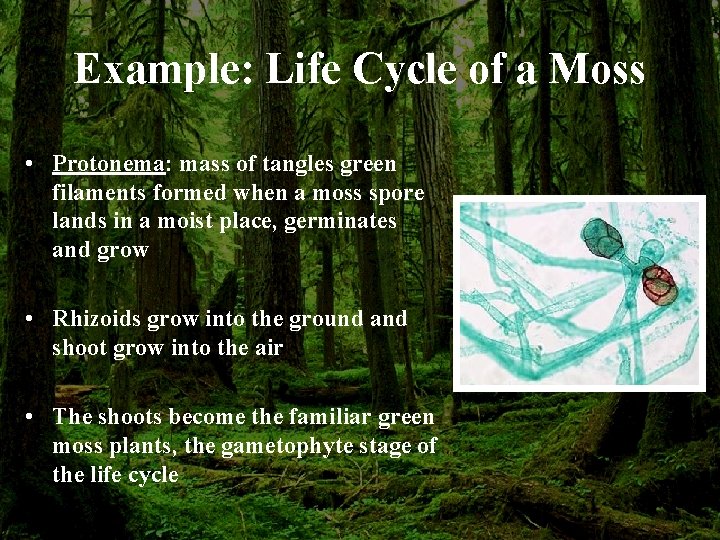 Example: Life Cycle of a Moss • Protonema: mass of tangles green filaments formed