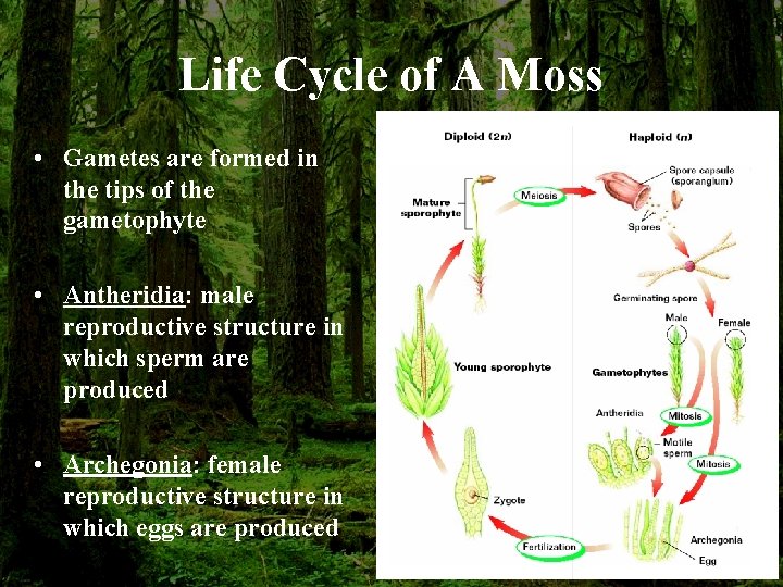 Life Cycle of A Moss • Gametes are formed in the tips of the