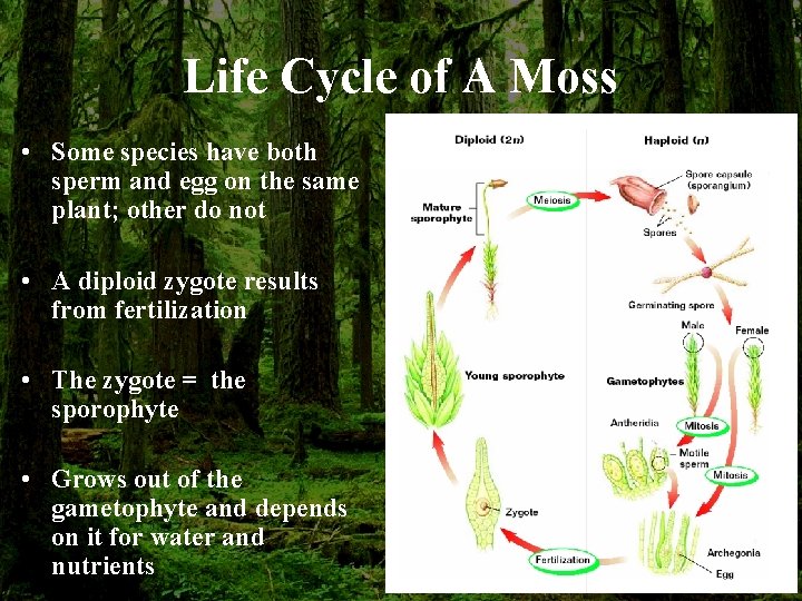Life Cycle of A Moss • Some species have both sperm and egg on
