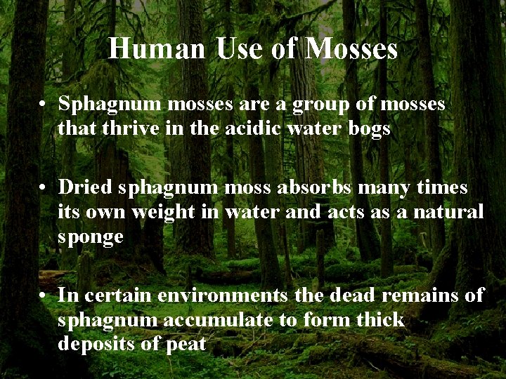 Human Use of Mosses • Sphagnum mosses are a group of mosses that thrive