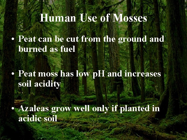 Human Use of Mosses • Peat can be cut from the ground and burned