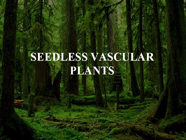 SEEDLESS VASCULAR PLANTS 