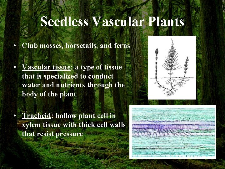 Seedless Vascular Plants • Club mosses, horsetails, and ferns • Vascular tissue: a type