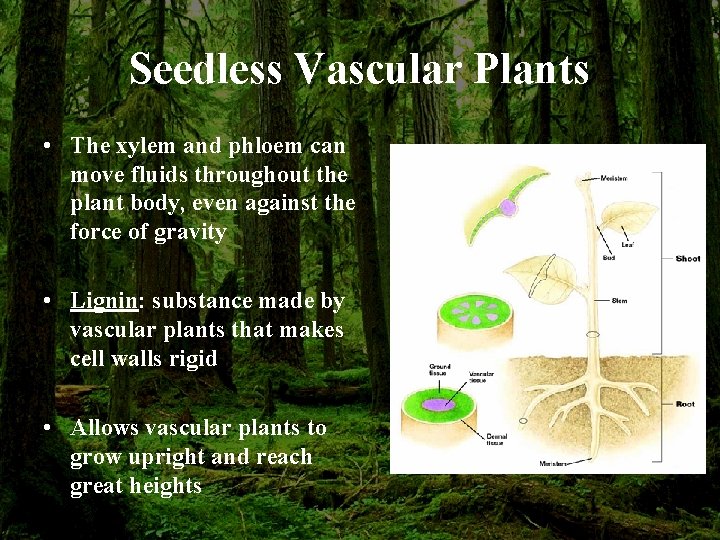 Seedless Vascular Plants • The xylem and phloem can move fluids throughout the plant