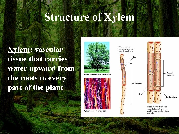 Structure of Xylem: vascular tissue that carries water upward from the roots to every