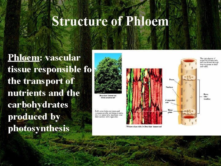 Structure of Phloem: vascular tissue responsible for the transport of nutrients and the carbohydrates