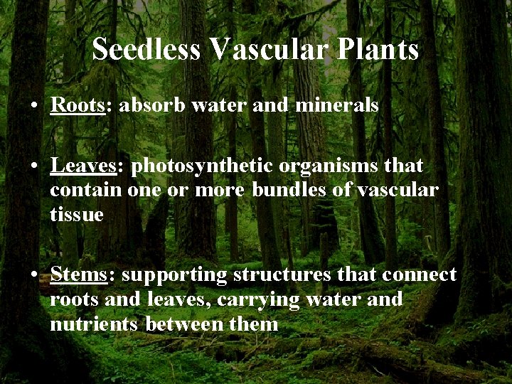 Seedless Vascular Plants • Roots: absorb water and minerals • Leaves: photosynthetic organisms that