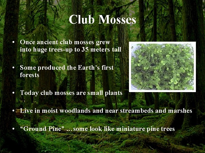Club Mosses • Once ancient club mosses grew into huge trees-up to 35 meters