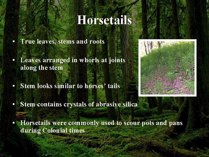 Horsetails • True leaves, stems and roots • Leaves arranged in whorls at joints