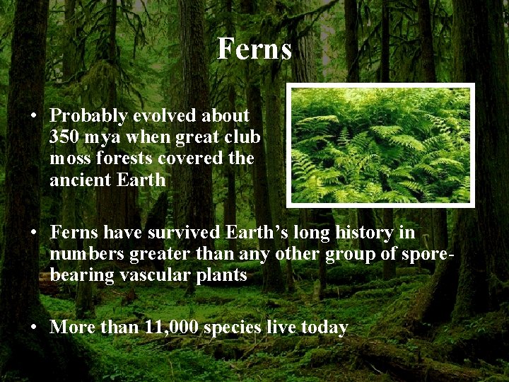 Ferns • Probably evolved about 350 mya when great club moss forests covered the