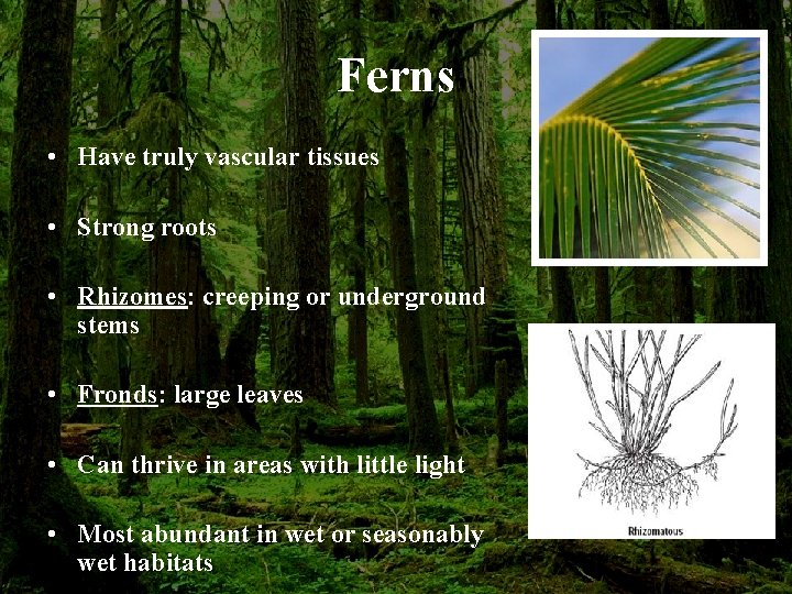 Ferns • Have truly vascular tissues • Strong roots • Rhizomes: creeping or underground