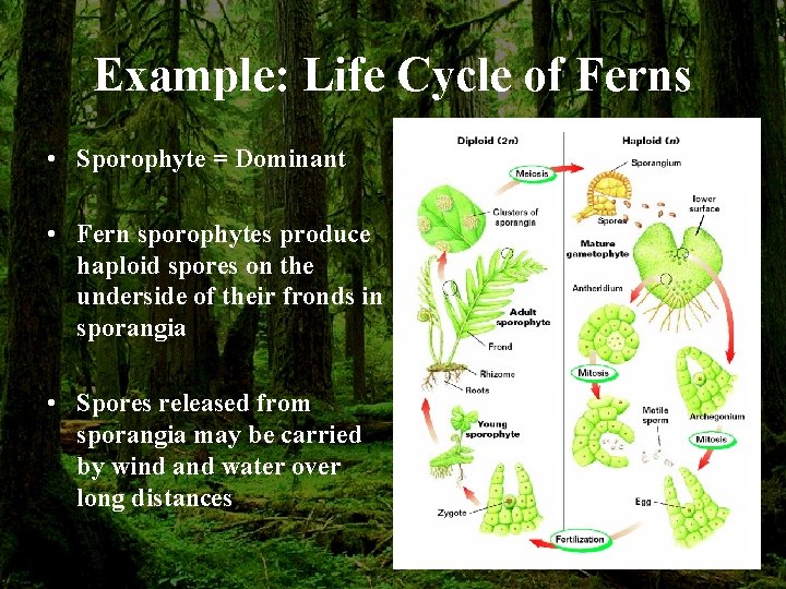 Example: Life Cycle of Ferns • Sporophyte = Dominant • Fern sporophytes produce haploid