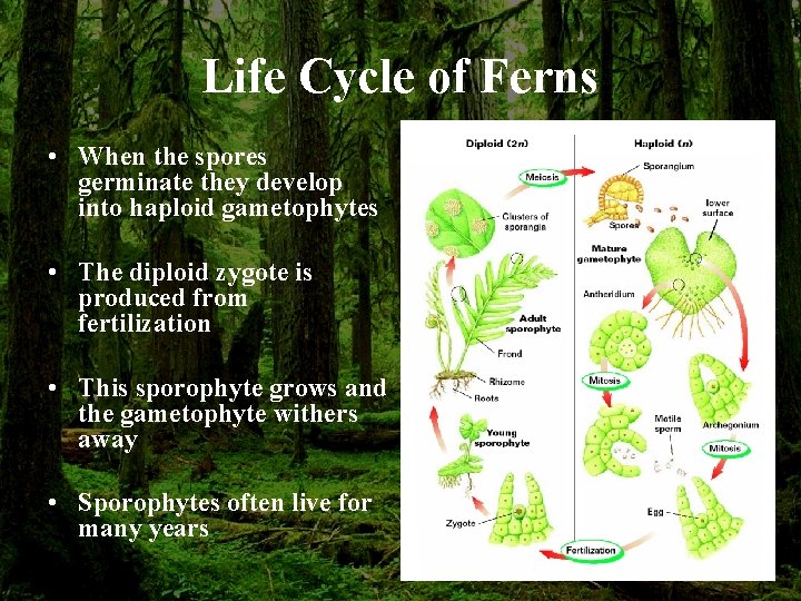 Life Cycle of Ferns • When the spores germinate they develop into haploid gametophytes