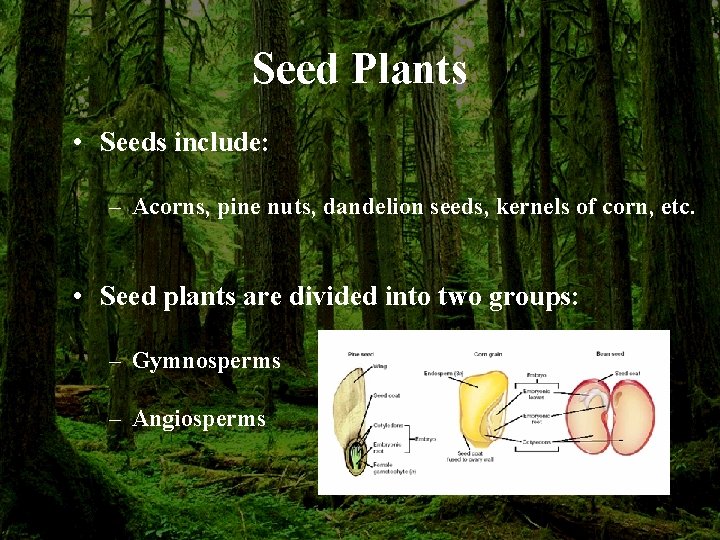 Seed Plants • Seeds include: – Acorns, pine nuts, dandelion seeds, kernels of corn,