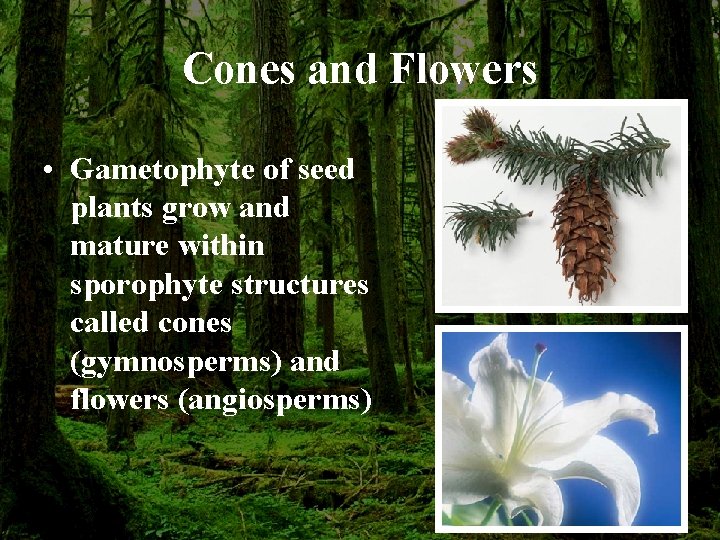 Cones and Flowers • Gametophyte of seed plants grow and mature within sporophyte structures