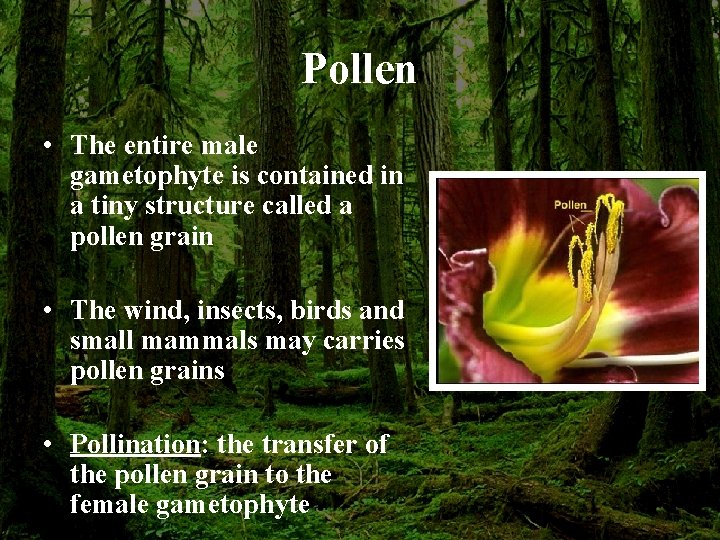 Pollen • The entire male gametophyte is contained in a tiny structure called a