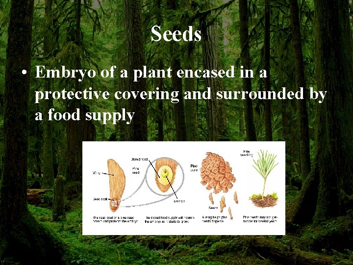 Seeds • Embryo of a plant encased in a protective covering and surrounded by