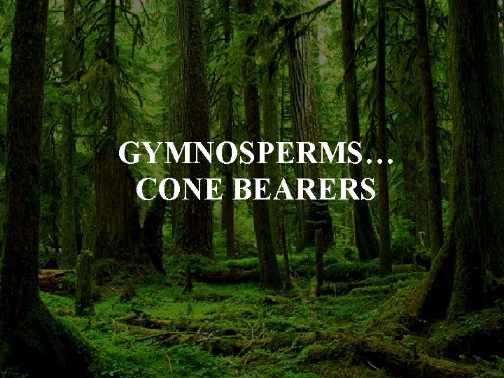 GYMNOSPERMS… CONE BEARERS 