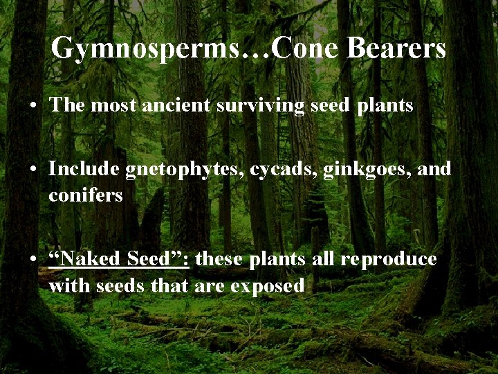 Gymnosperms…Cone Bearers • The most ancient surviving seed plants • Include gnetophytes, cycads, ginkgoes,