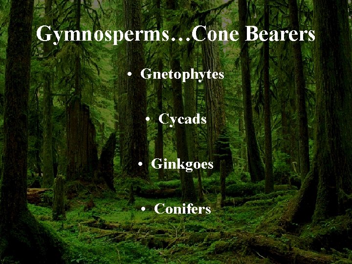 Gymnosperms…Cone Bearers • Gnetophytes • Cycads • Ginkgoes • Conifers 