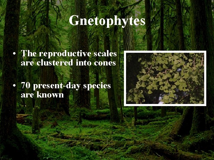 Gnetophytes • The reproductive scales are clustered into cones • 70 present-day species are