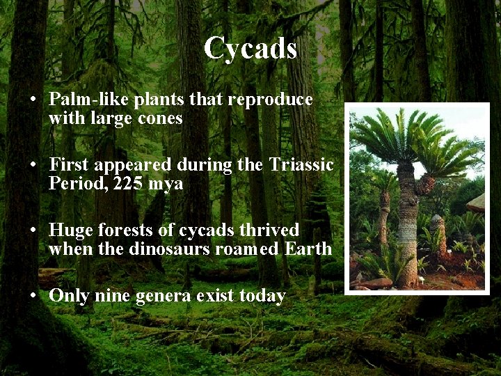 Cycads • Palm-like plants that reproduce with large cones • First appeared during the