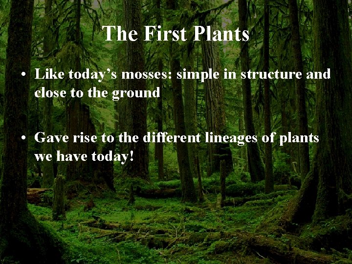 The First Plants • Like today’s mosses: simple in structure and close to the