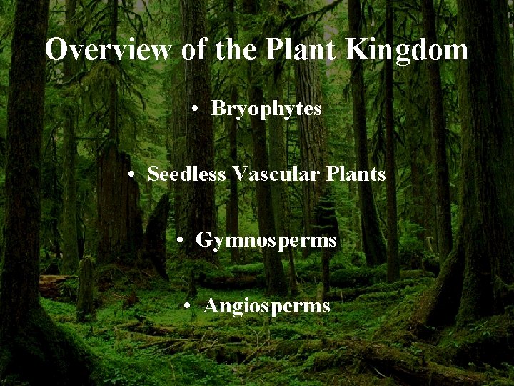 Overview of the Plant Kingdom • Bryophytes • Seedless Vascular Plants • Gymnosperms •