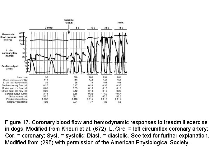 Figure 17. Coronary blood flow and hemodynamic responses to treadmill exercise in dogs. Modified