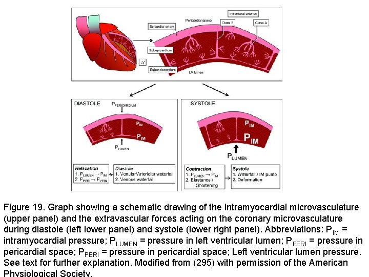 Figure 19. Graph showing a schematic drawing of the intramyocardial microvasculature (upper panel) and