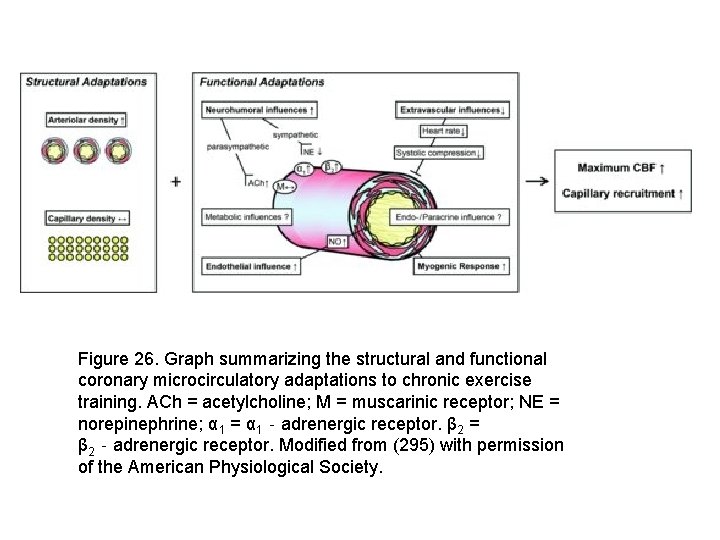 Figure 26. Graph summarizing the structural and functional coronary microcirculatory adaptations to chronic exercise