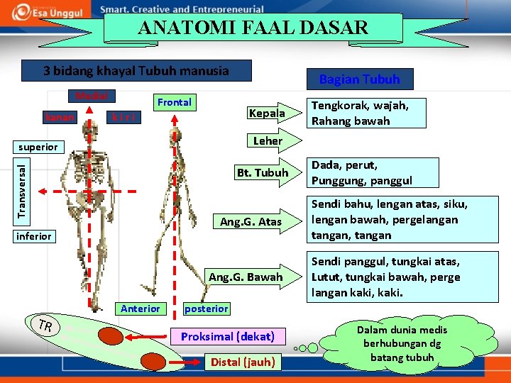 ANATOMI FAAL DASAR 3 bidang khayal Tubuh manusia Medial kanan Frontal Bagian Tubuh Kepala