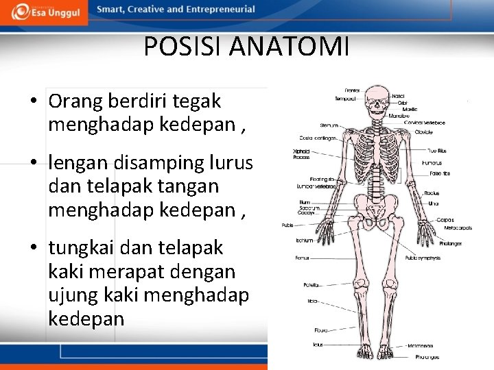 POSISI ANATOMI • Orang berdiri tegak menghadap kedepan , • lengan disamping lurus dan