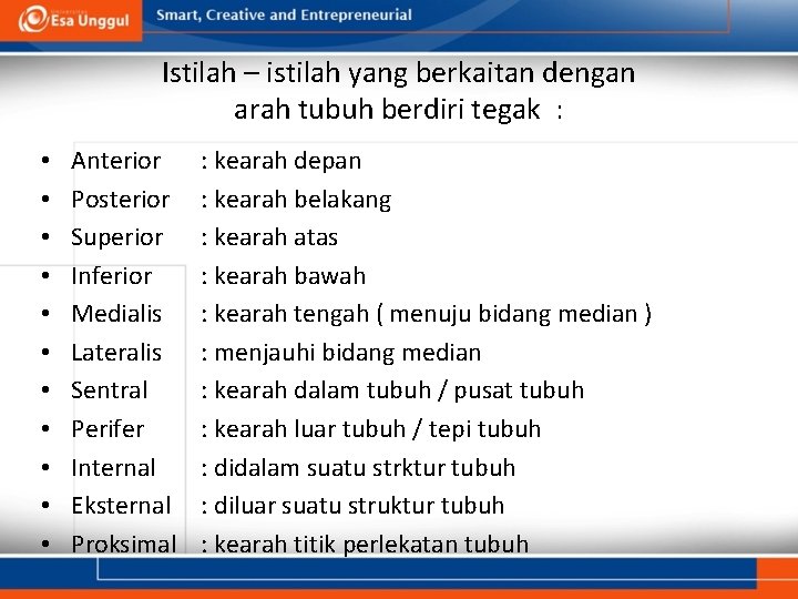 Istilah – istilah yang berkaitan dengan arah tubuh berdiri tegak : • • •