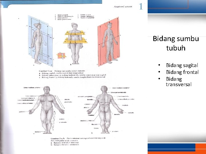 Bidang sumbu tubuh • Bidang sagital • Bidang frontal • Bidang transversal 