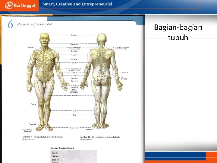 Bagian-bagian tubuh 