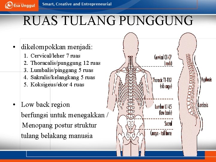 RUAS TULANG PUNGGUNG • dikelompokkan menjadi: 1. 2. 3. 4. 5. Cervical/leher 7 ruas