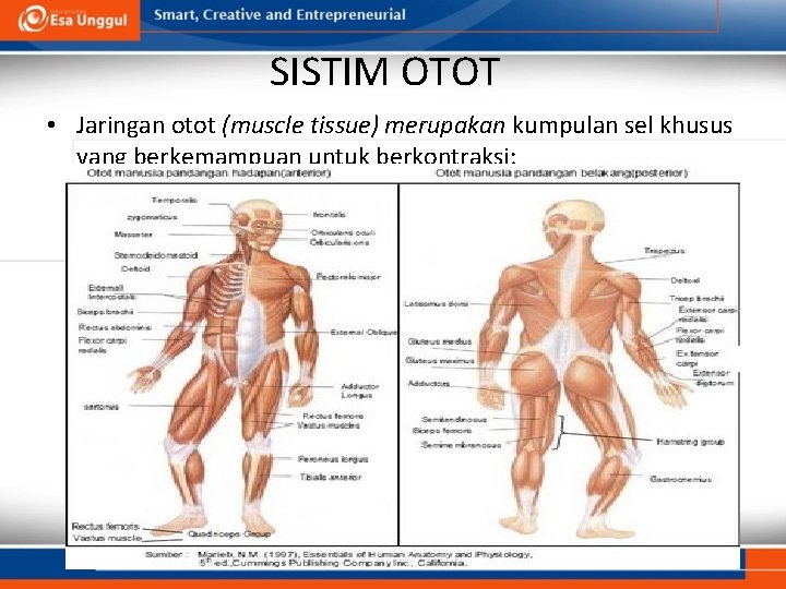SISTIM OTOT • Jaringan otot (muscle tissue) merupakan kumpulan sel khusus yang berkemampuan untuk