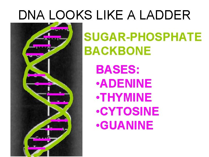 DNA LOOKS LIKE A LADDER SUGAR-PHOSPHATE BACKBONE BASES: • ADENINE • THYMINE • CYTOSINE