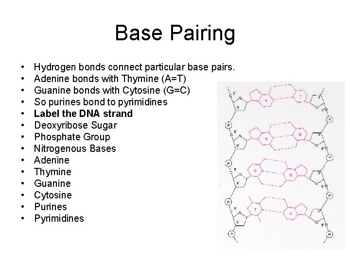 Base Pairing • • • • Hydrogen bonds connect particular base pairs. Adenine bonds