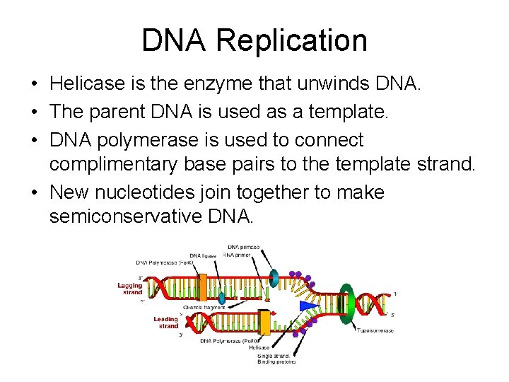 DNA Replication • Helicase is the enzyme that unwinds DNA. • The parent DNA