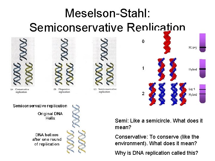 Meselson-Stahl: Semiconservative Replication Semi: Like a semicircle. What does it mean? Conservative: To conserve