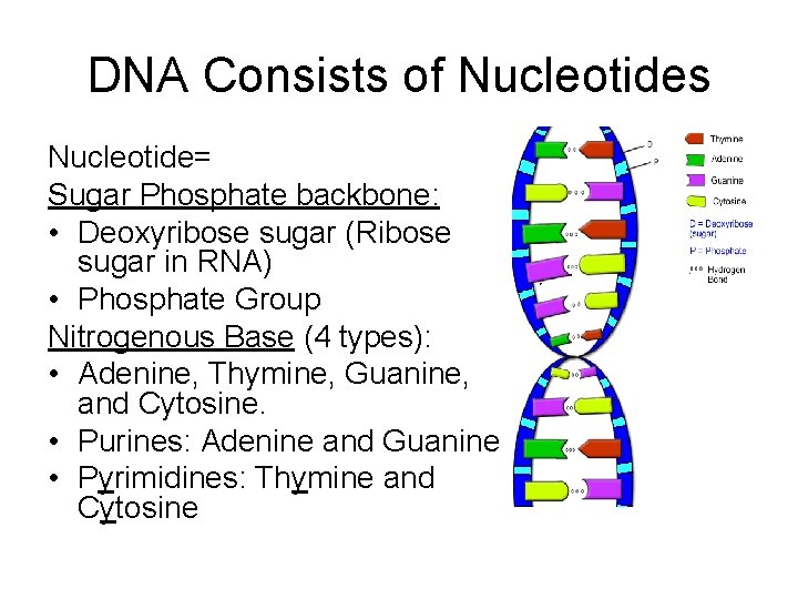 DNA Consists of Nucleotides Nucleotide= Sugar Phosphate backbone: • Deoxyribose sugar (Ribose sugar in