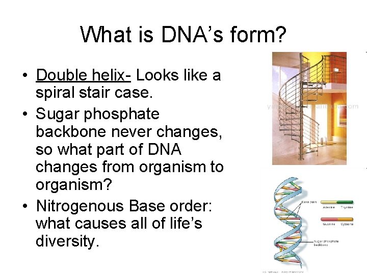 What is DNA’s form? • Double helix- Looks like a spiral stair case. •