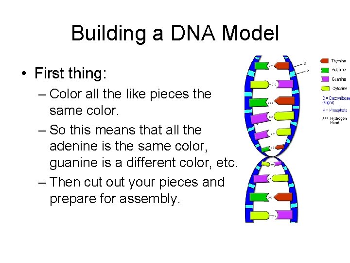 Building a DNA Model • First thing: – Color all the like pieces the